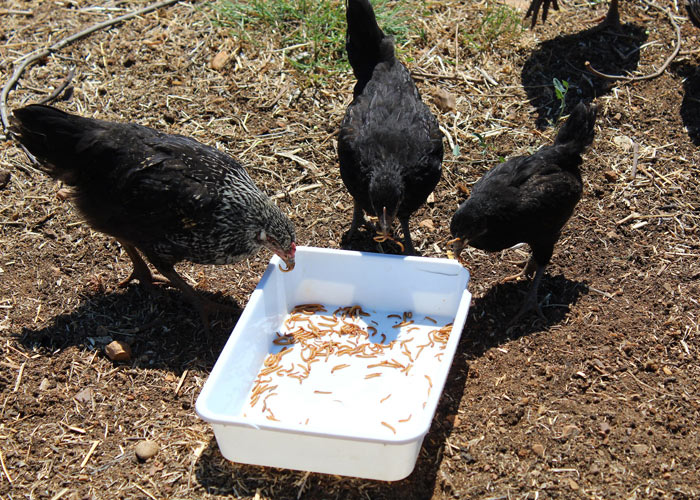 Parasına para katıyor!