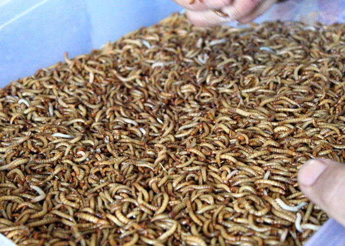 Parasına para katıyor!