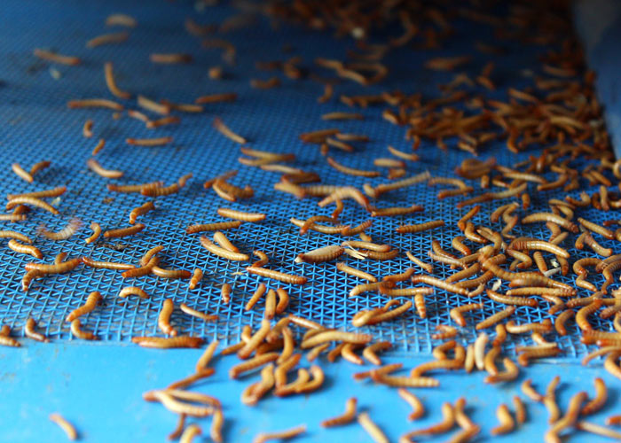 Parasına para katıyor!