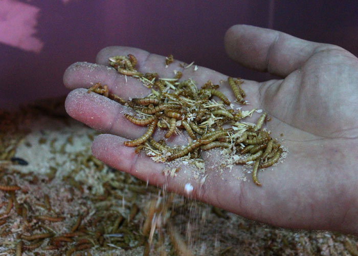 Parasına para katıyor!