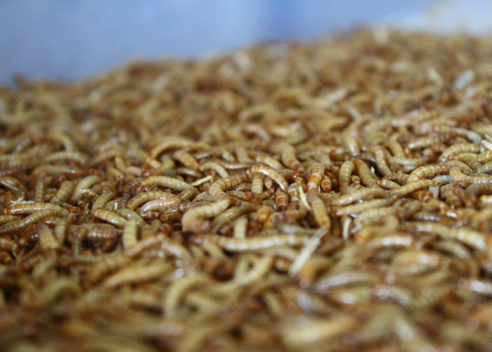 Parasına para katıyor!