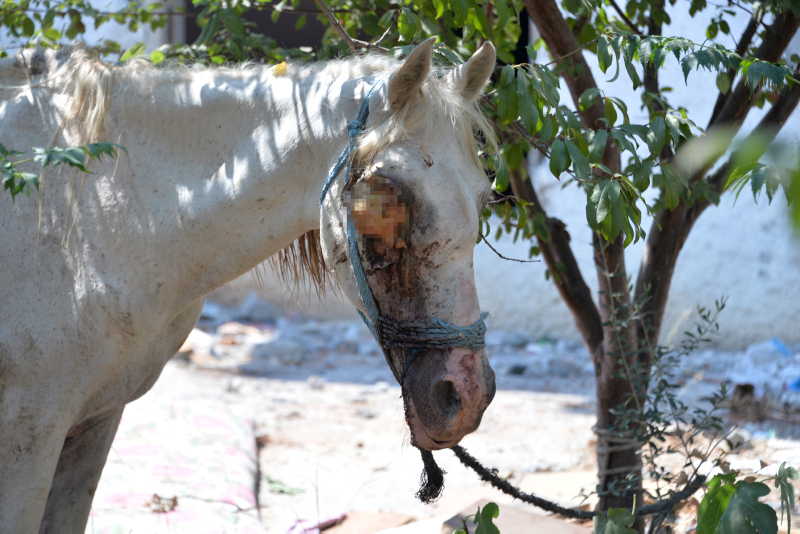 Adana’da atın gözünü oydular!