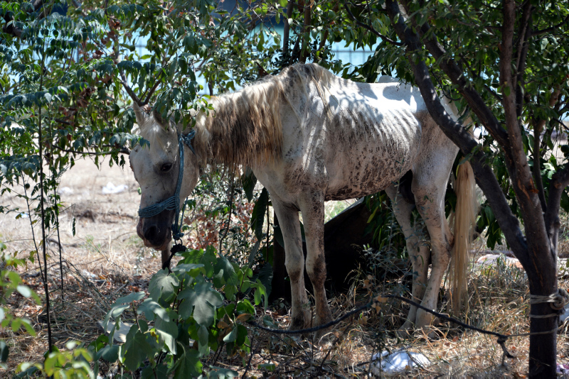 Adana’da atın gözünü oydular!