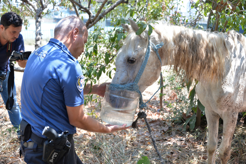 Adana’da atın gözünü oydular!