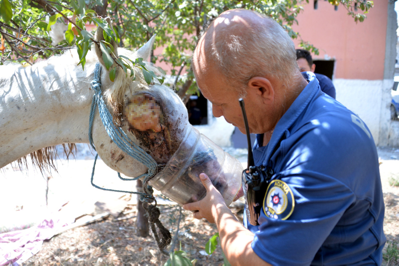 Adana’da atın gözünü oydular!