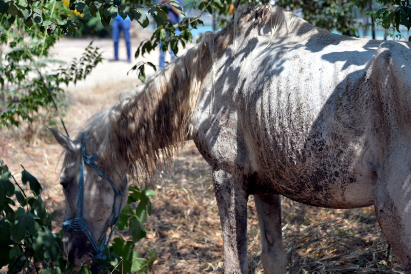 Adana’da atın gözünü oydular!