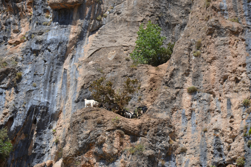 Şırnak’ta 200 koyun ve keçi kayalıklardan düşerek telef oldu