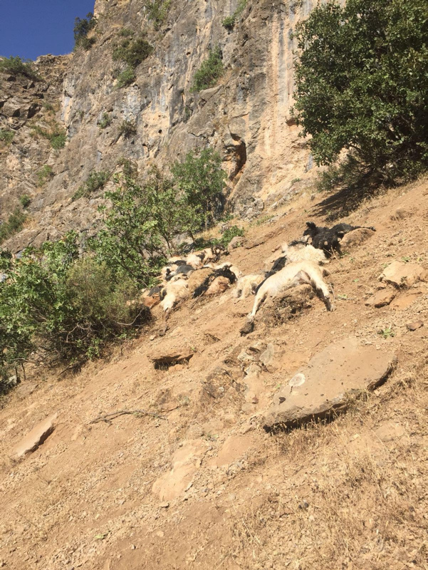 Şırnak’ta 200 koyun ve keçi kayalıklardan düşerek telef oldu