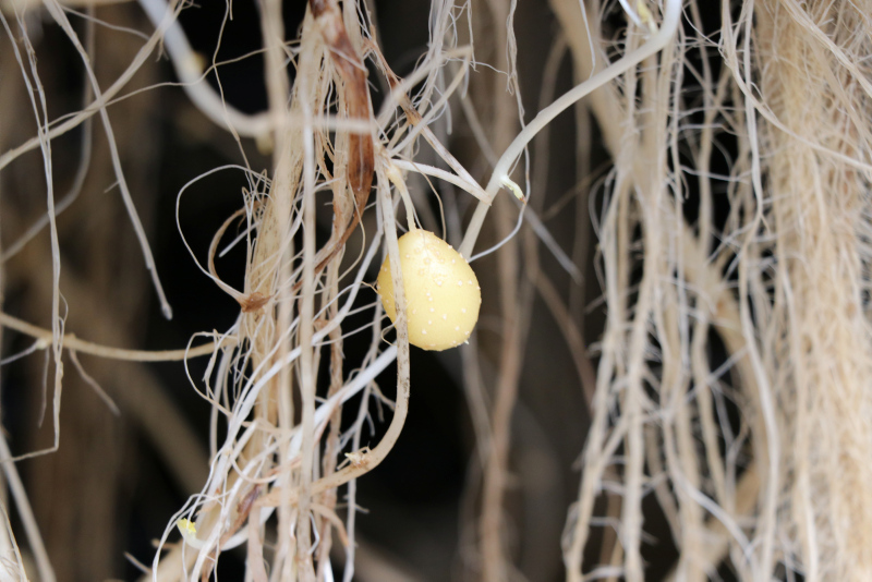 Toprak kullanılmadan yetiştirilen patateste verim 30 kat arttı