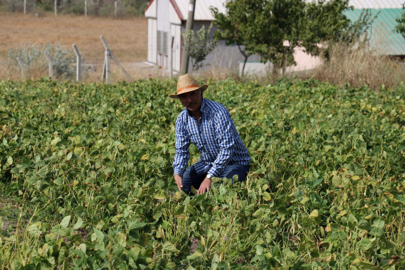 Sivas’ta organik tarım yapan çiftçi 8 kilo tohumdan 2 ton ürün elde etti