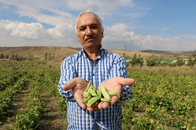 Sivas’ta organik tarım yapan çiftçi 8 kilo tohumdan 2 ton ürün elde etti