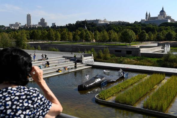 Madrid’deki nehirde İspermeçet balinası