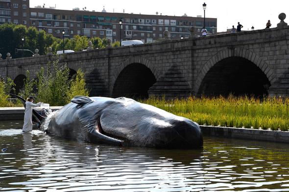 Madrid’deki nehirde İspermeçet balinası