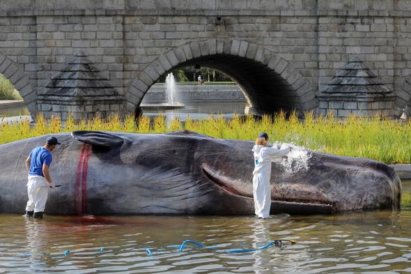 Madrid’deki nehirde İspermeçet balinası