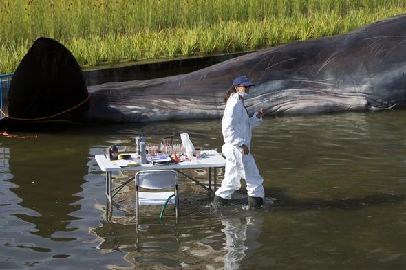 Madrid’deki nehirde İspermeçet balinası