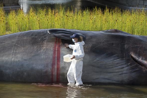 Madrid’deki nehirde İspermeçet balinası