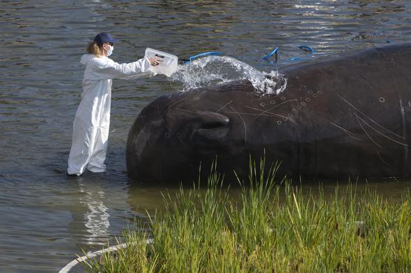 Madrid’deki nehirde İspermeçet balinası