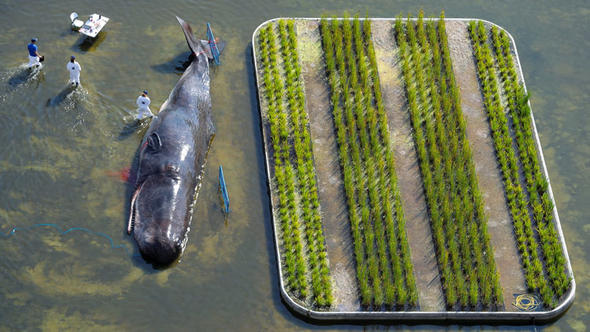 Madrid’deki nehirde İspermeçet balinası