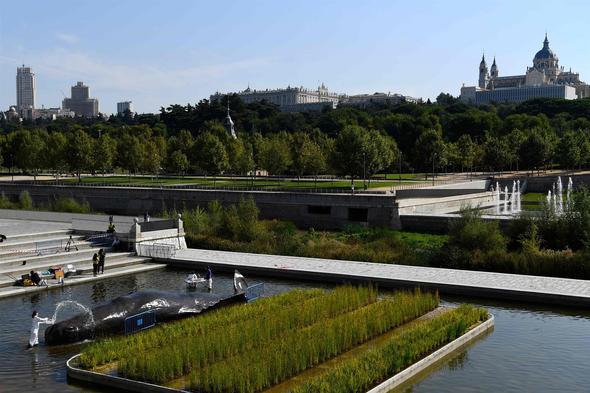 Madrid’deki nehirde İspermeçet balinası