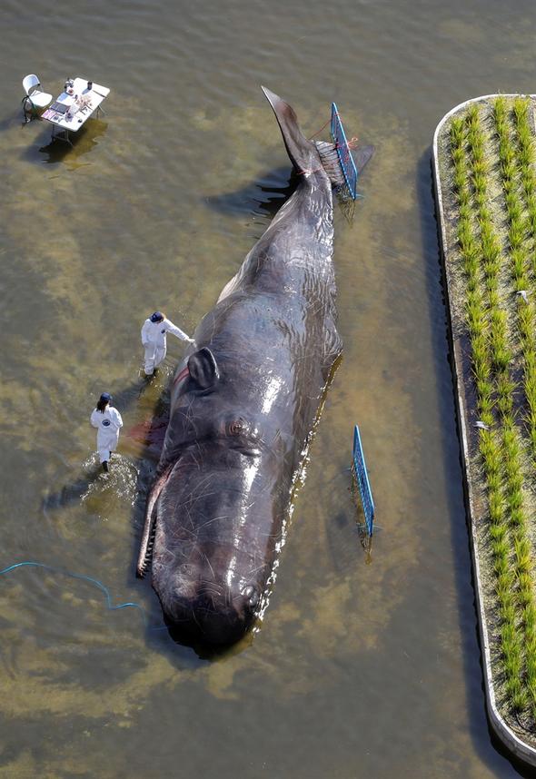 Madrid’deki nehirde İspermeçet balinası