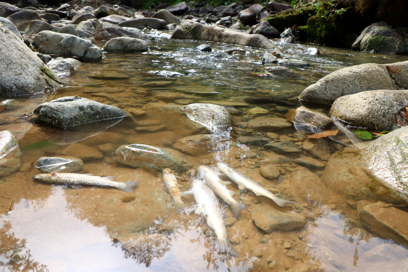 Trabzon’da toplu balık ölümleri endişelendiriyor