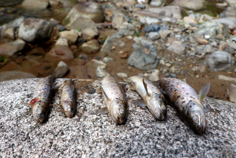 Trabzon’da toplu balık ölümleri endişelendiriyor