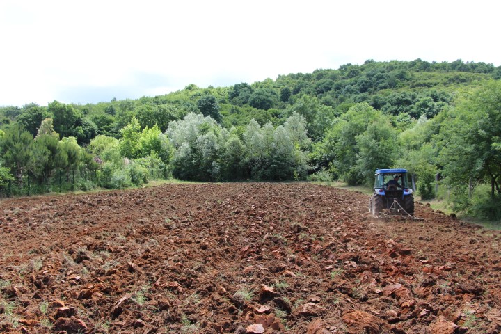 İstanbul’da “Milli Tarım Yerli Tohum Deneme Ekimleri” projesinde ilk mısır hasadı yapıldı