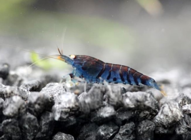 Akvaryum hobisiyle ihracatçı oldu