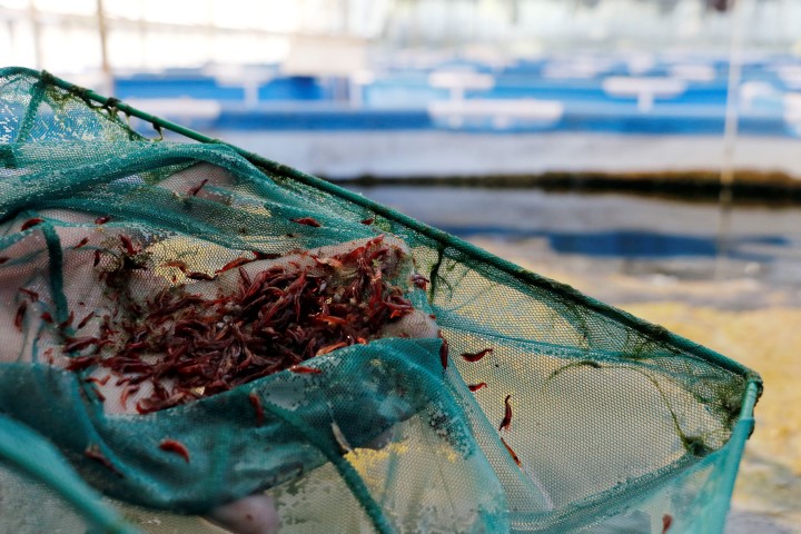 Akvaryum hobisiyle ihracatçı oldu