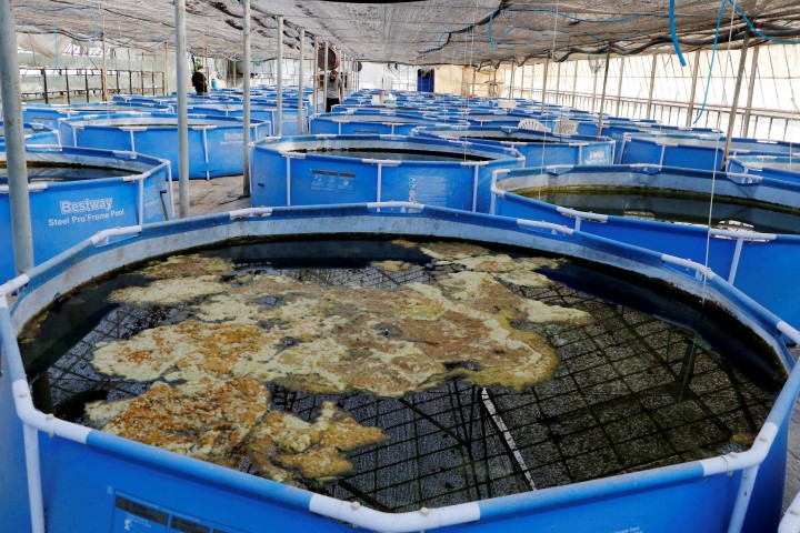 Akvaryum hobisiyle ihracatçı oldu