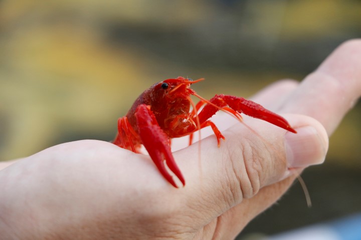 Akvaryum hobisiyle ihracatçı oldu