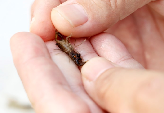 Akvaryum hobisiyle ihracatçı oldu