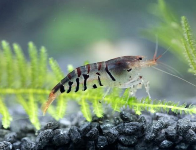 Akvaryum hobisiyle ihracatçı oldu