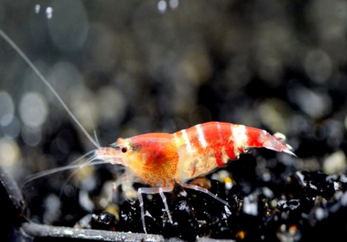 Akvaryum hobisiyle ihracatçı oldu