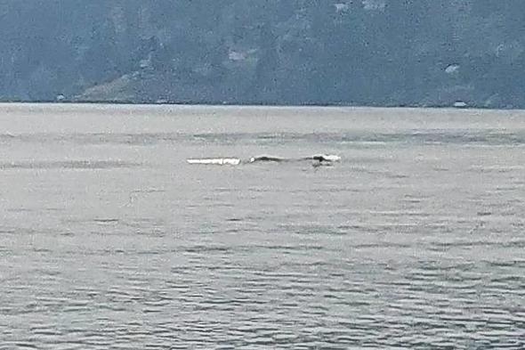 Kanada’nın Van Gölü Canavarı tekrar ortaya çıktı