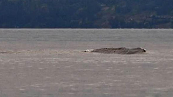 Kanada’nın Van Gölü Canavarı tekrar ortaya çıktı
