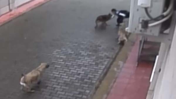 Aç kalan köpekler ilkokul öğrencisine saldırdı