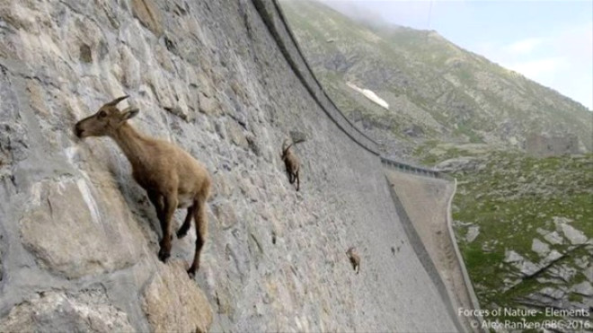 Barajın dik duvarına tırmanan keçilerin öyle bir amacı var ki...