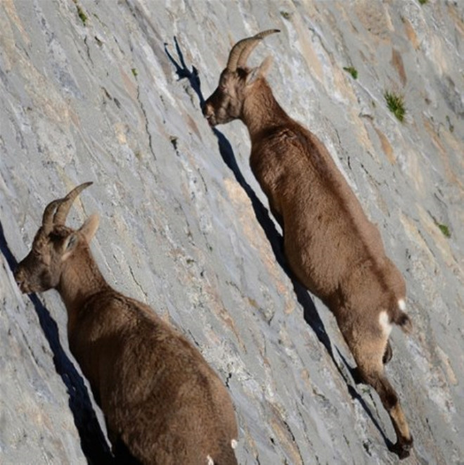 Barajın dik duvarına tırmanan keçilerin öyle bir amacı var ki...