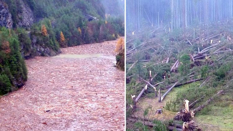 İtalya’da fırtına 14 milyon ağacı devirdi