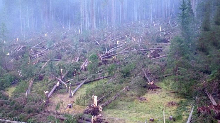 İtalya’da fırtına 14 milyon ağacı devirdi