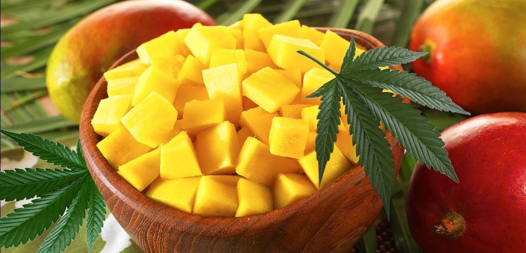 Günde bir tane mango yerseniz! İşte mangonun mucizevi gücü...