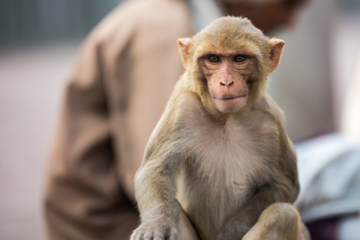 Hindistan’da bir maymun 12 günlük bebeği öldürdü