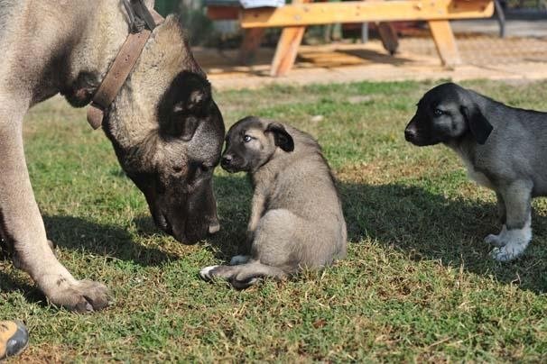 Bursa’da kangal köpeğinin fiyatı dudak uçuklattı!