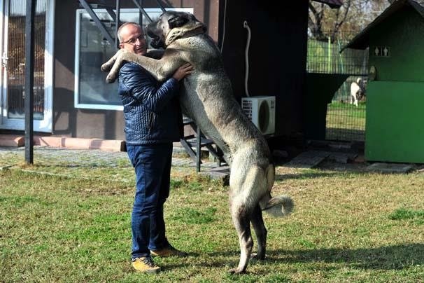 Bursa’da kangal köpeğinin fiyatı dudak uçuklattı!
