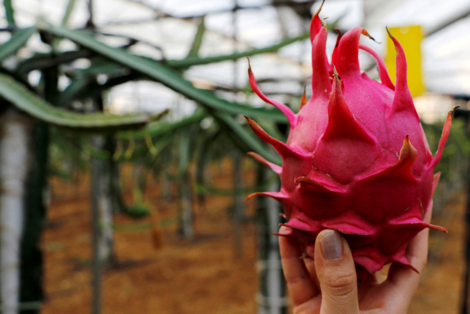 Pitaya, Türkiye’nin tescillenen ilk tropikal meyvesi oldu