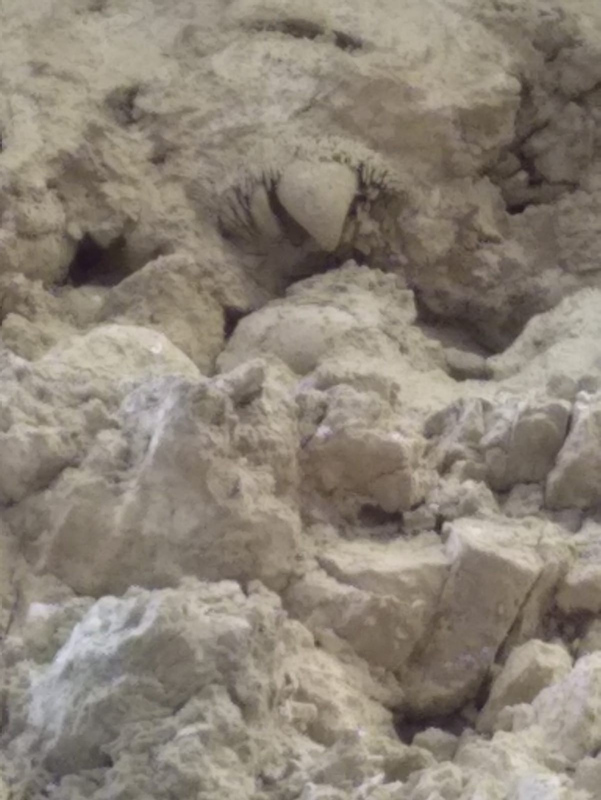 Mardin’de dinozor fosilleri bulundu