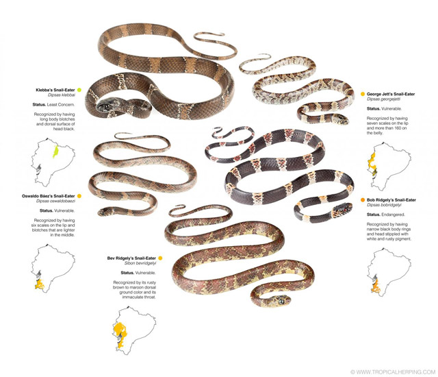 Yılan midesi içinde yaşayan yeni bir yılan türü keşfedildi