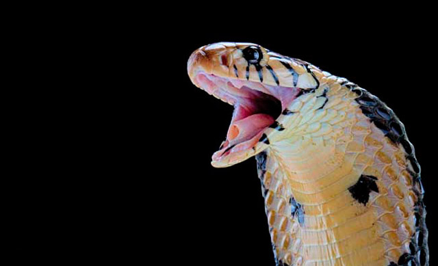 Yılan midesi içinde yaşayan yeni bir yılan türü keşfedildi