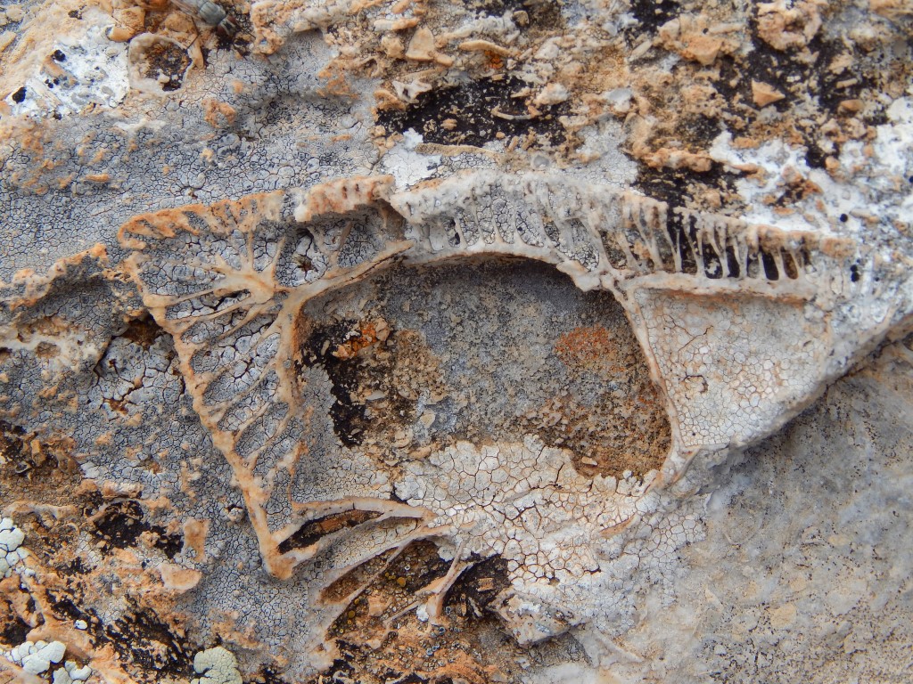 Konya’da doğa yürüyüşünde 98 milyon yıllık ’Rudist’ bulundu
